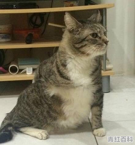 猫咪补钙的问题