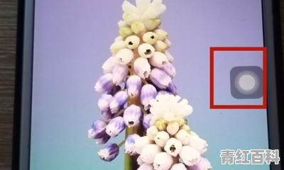 苹果手机如何退出后台程序