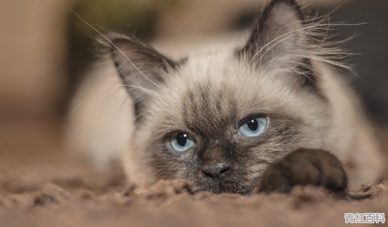 小猫喝牛奶导致呕吐而且精神不振该怎么办