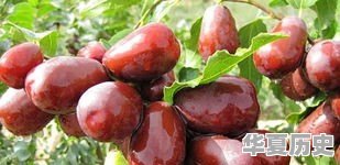 新疆干果种类有哪些 - 华夏历史