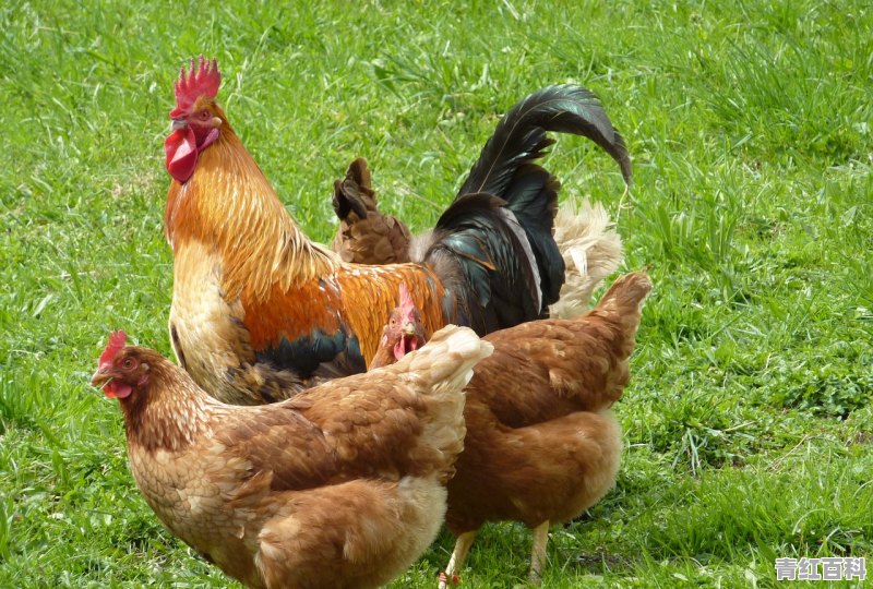 如何简单判断鸡群是否机体发烧