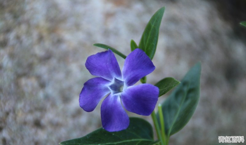 山西祁县十大名菜