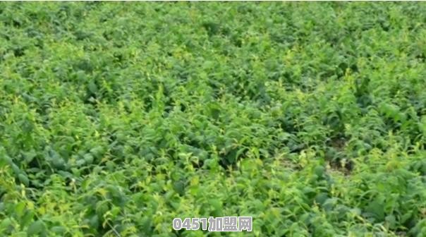 金银花怎么育苗