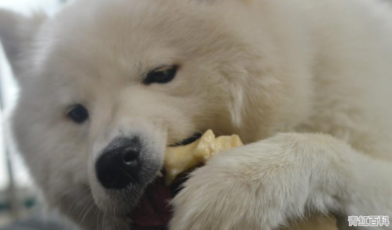 狗狗趾间炎