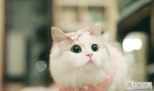 猫咪便秘怎么办啊吃什么药