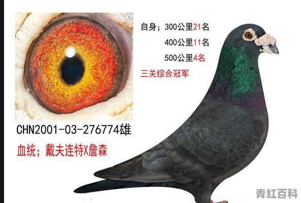 养殖鸽子卖不出去怎么办