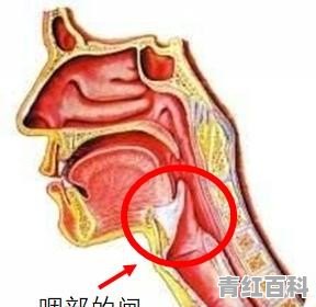 吃饭呛着后一直咳嗽怎么办