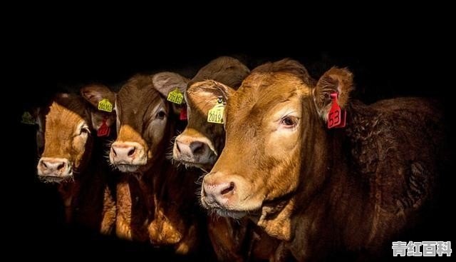 时隔17年法国牛肉重返中国 会影响澳大利亚的牛肉销量吗