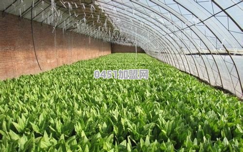 福彩连连看怎么加盟的