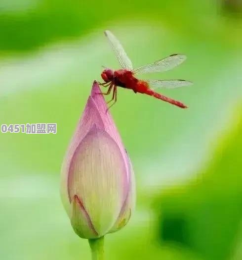 南宁报刊亭怎么加盟的