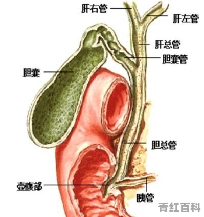 胆囊不舒服怎么办小窍门