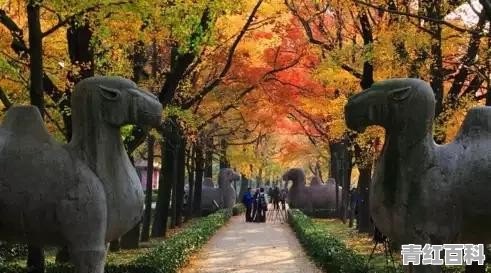 2021年湖熟菊花展什么时候开始