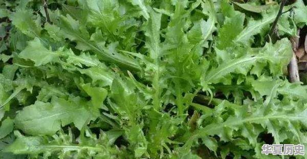 三月初三荠菜煮蛋的来历 - 华夏历史