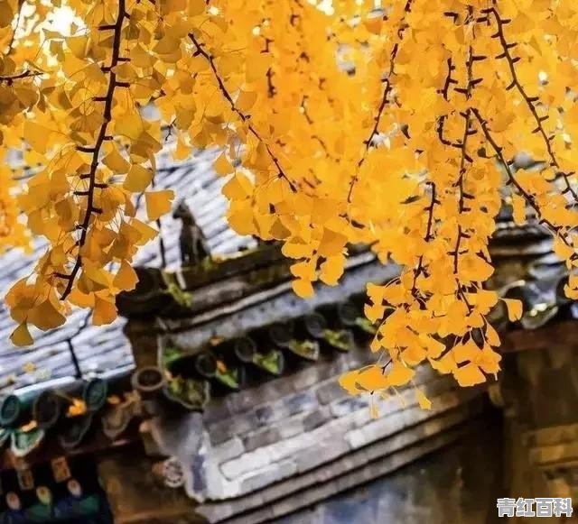 秋季适合去哪旅游?