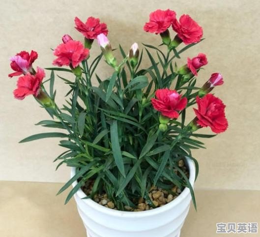 新买回来的康乃馨能换盆么 - 宝贝英语