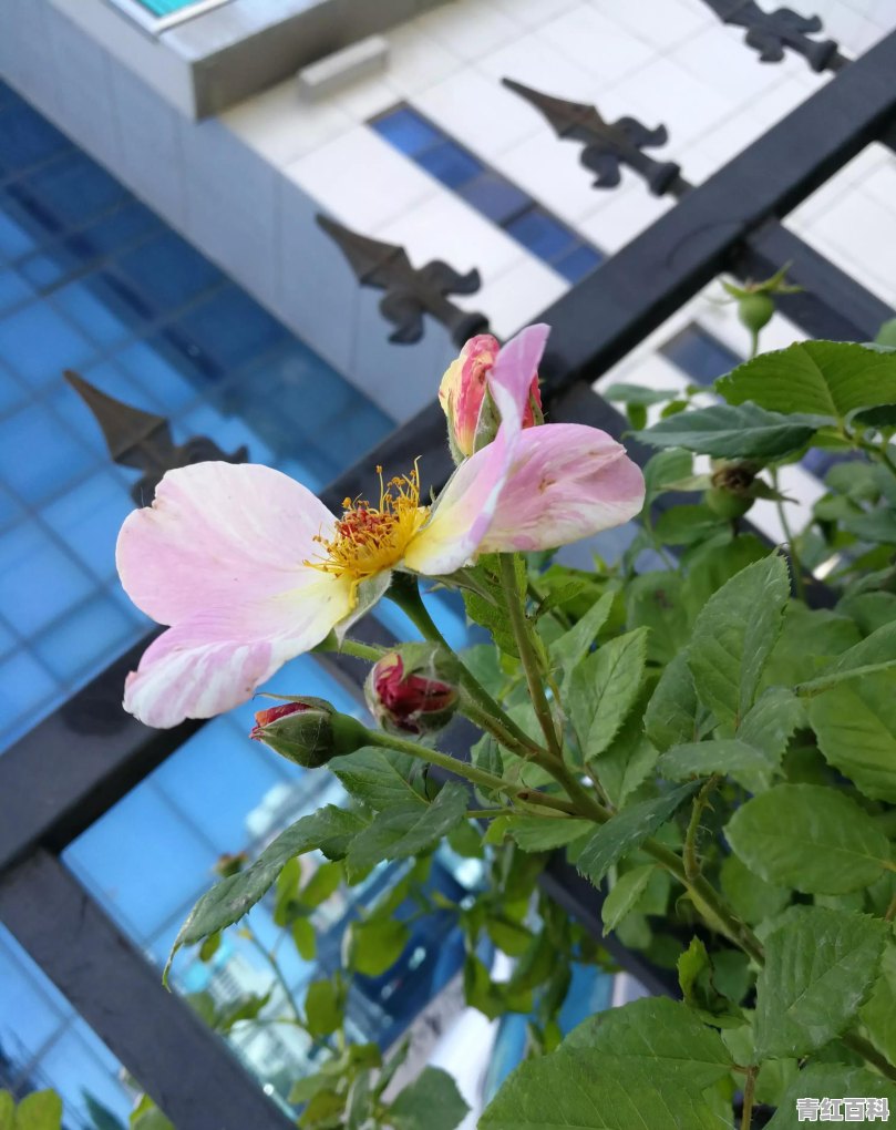 花草过敏怎么办小妙招