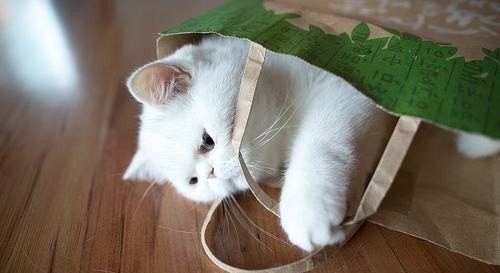 猫可以调皮到什么程度 - 宝贝英语