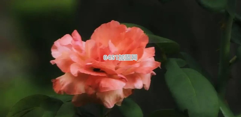 开封谷婆婆几点开门