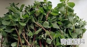 一岁半宝宝长痱子擦什么管用