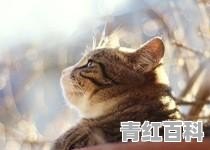 猫拉稀怎么办