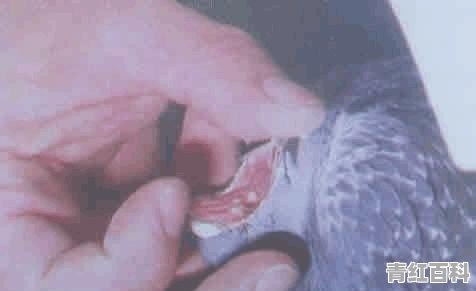 得了滴虫怎么办能治好吗