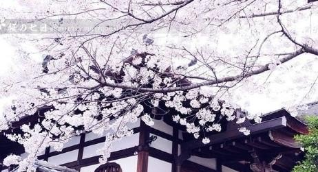日文的樱花sakura可以作为英文吗 - 宝贝英语