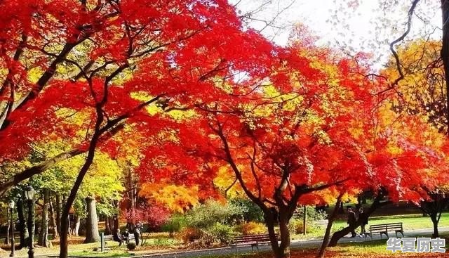 中国人类之父是谁 - 华夏历史