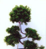 盆景英语怎么说读 - 宝贝英语