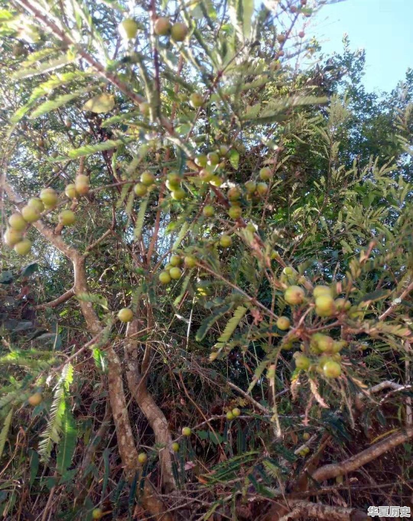 立冬的风俗吃什么