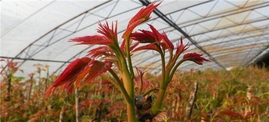 我家在临沂 想种植香椿 不知道前景如何