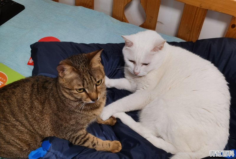 猫不睡猫窝怎么办