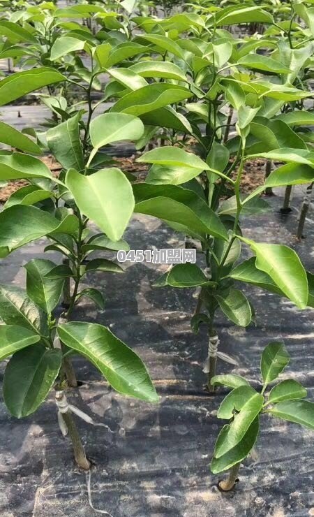 霞山冰淇淋奶茶加盟店