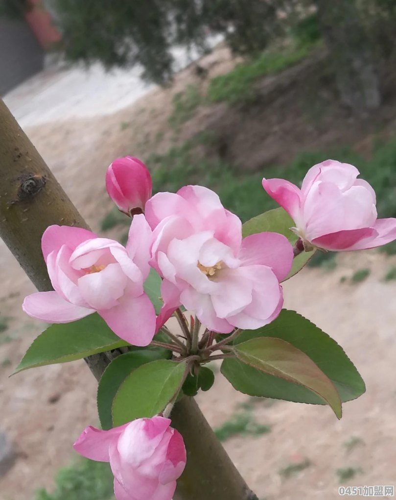 湖北护肤芦荟加盟店排行榜前十名