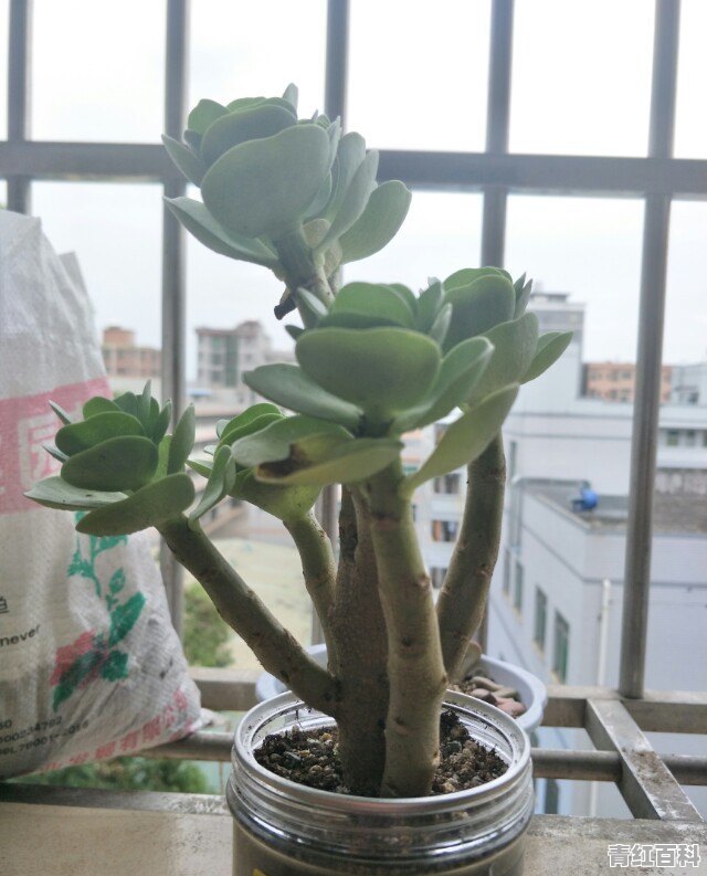 适合手机做的++副业