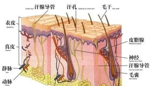 头发爱出油该怎么调理