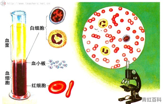 血黏稠用什么药？什么方法治疗效果好