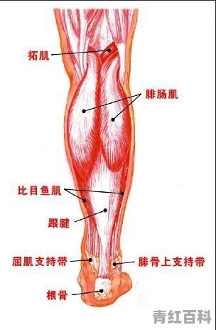 晚上睡觉小腿肌肉变硬是怎么回事