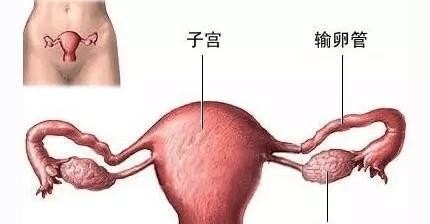 做输卵管造影会疼吗