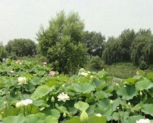 江苏泗洪旅游景点