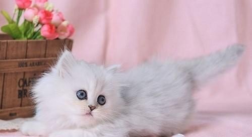猫打喷嚏流鼻涕怎么办最快最有效