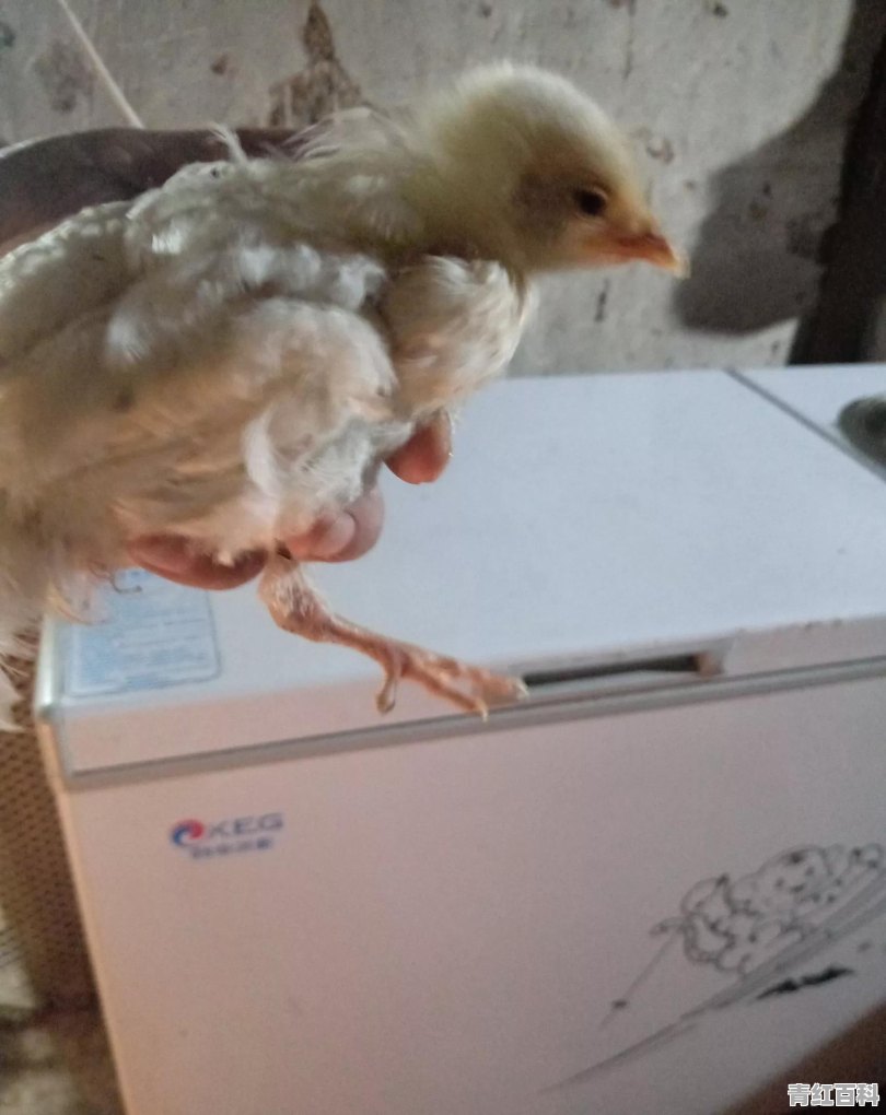 小鸡拉肚子怎么办?