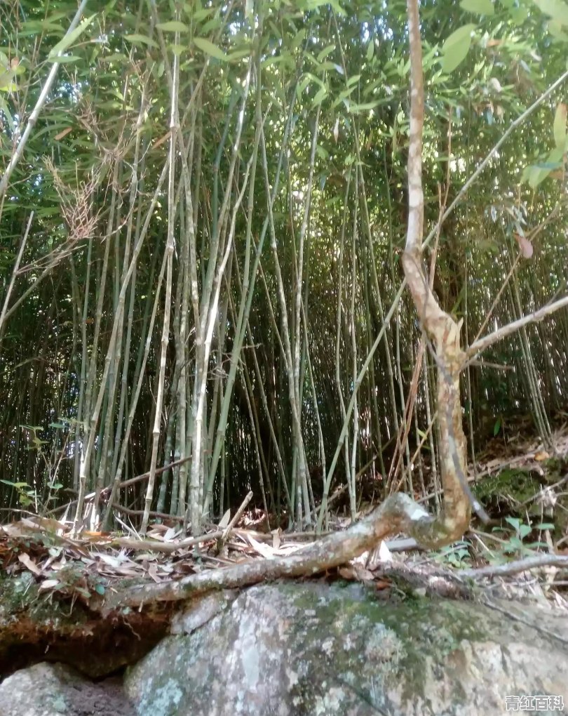 油溪镇旅游攻略