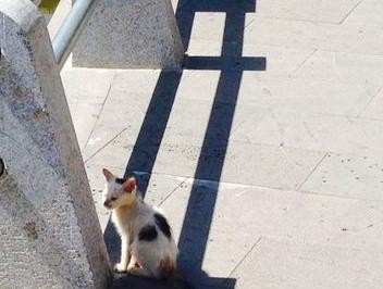 猫上火了怎么办最简单方法