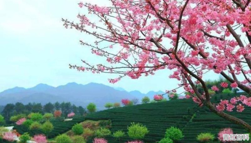 黄河口生态旅游风景区