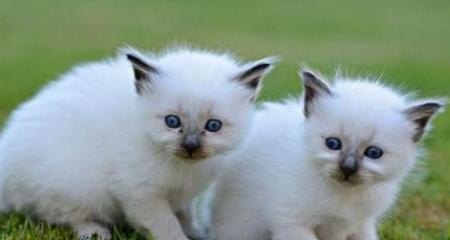 怎么解决猫结膜炎