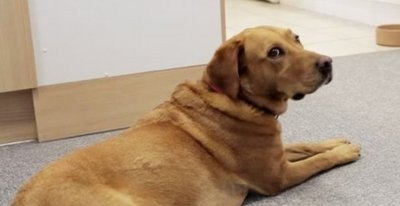 狗狗嘴里长口腔溃疡怎么办