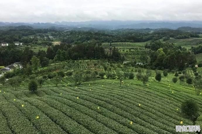 正安县美食推荐餐厅有哪些