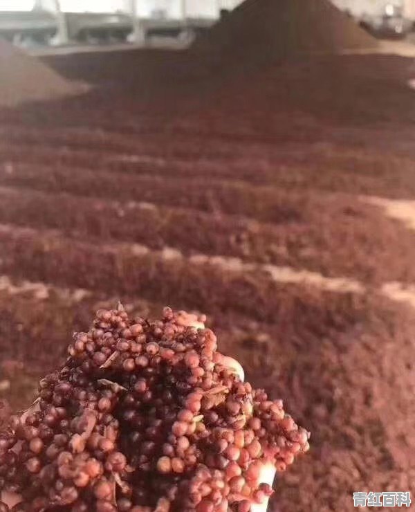 喝醉酒后第二天头晕，恶心