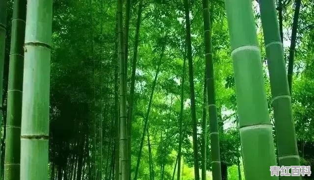家里人催婚怎么办不喜欢对方