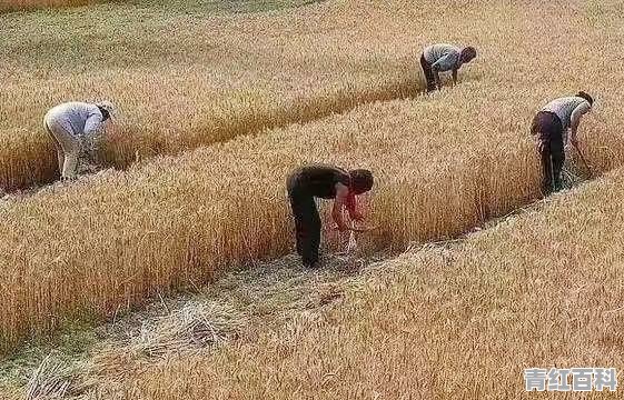 湖南四轮汽车销量排名榜
